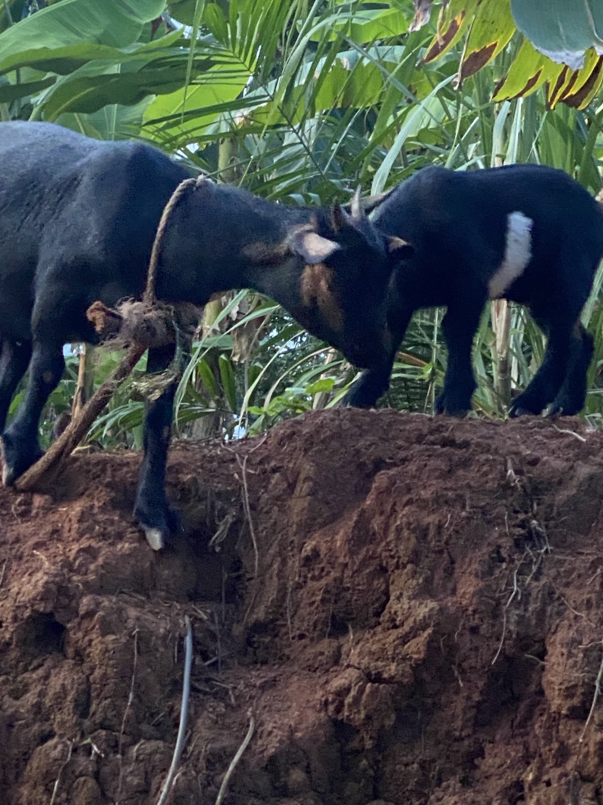 Nutztiere 2FamilienInYaounde 2025 (1).jpeg