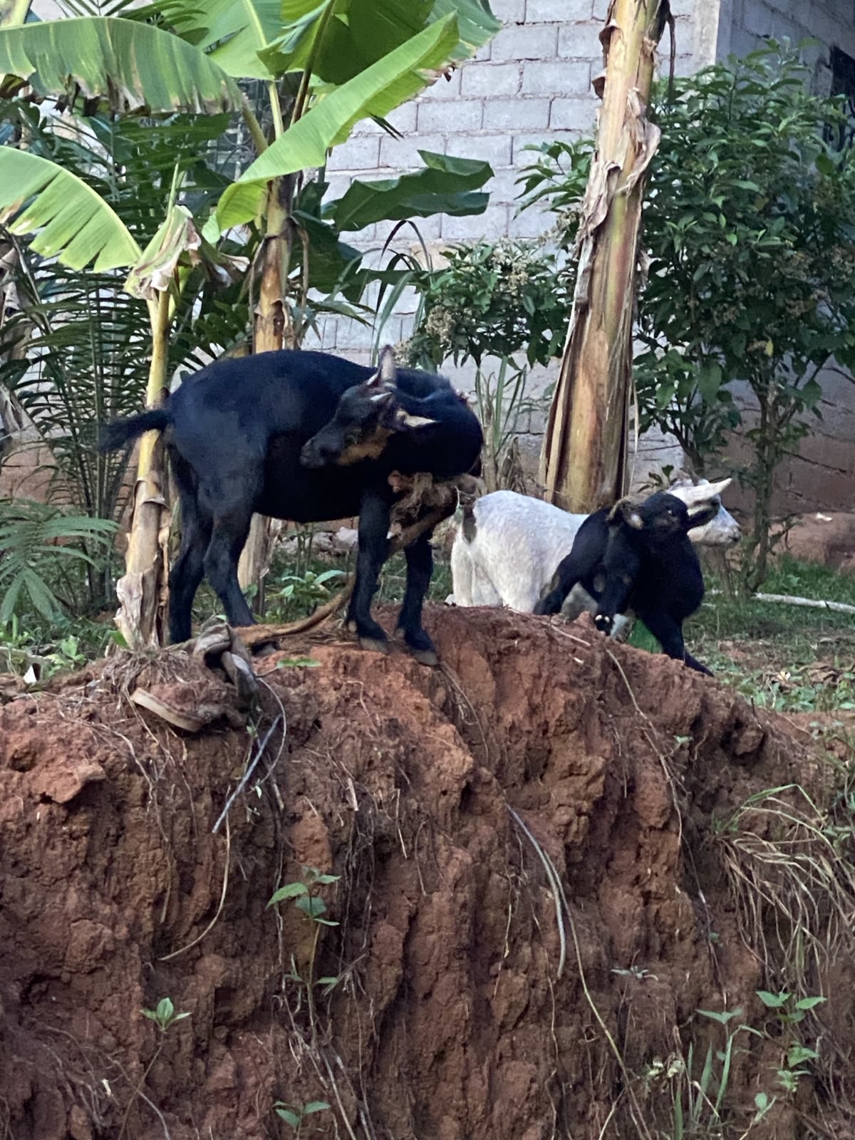 Nutztiere 2FamilienInYaounde 2025 (12).jpeg