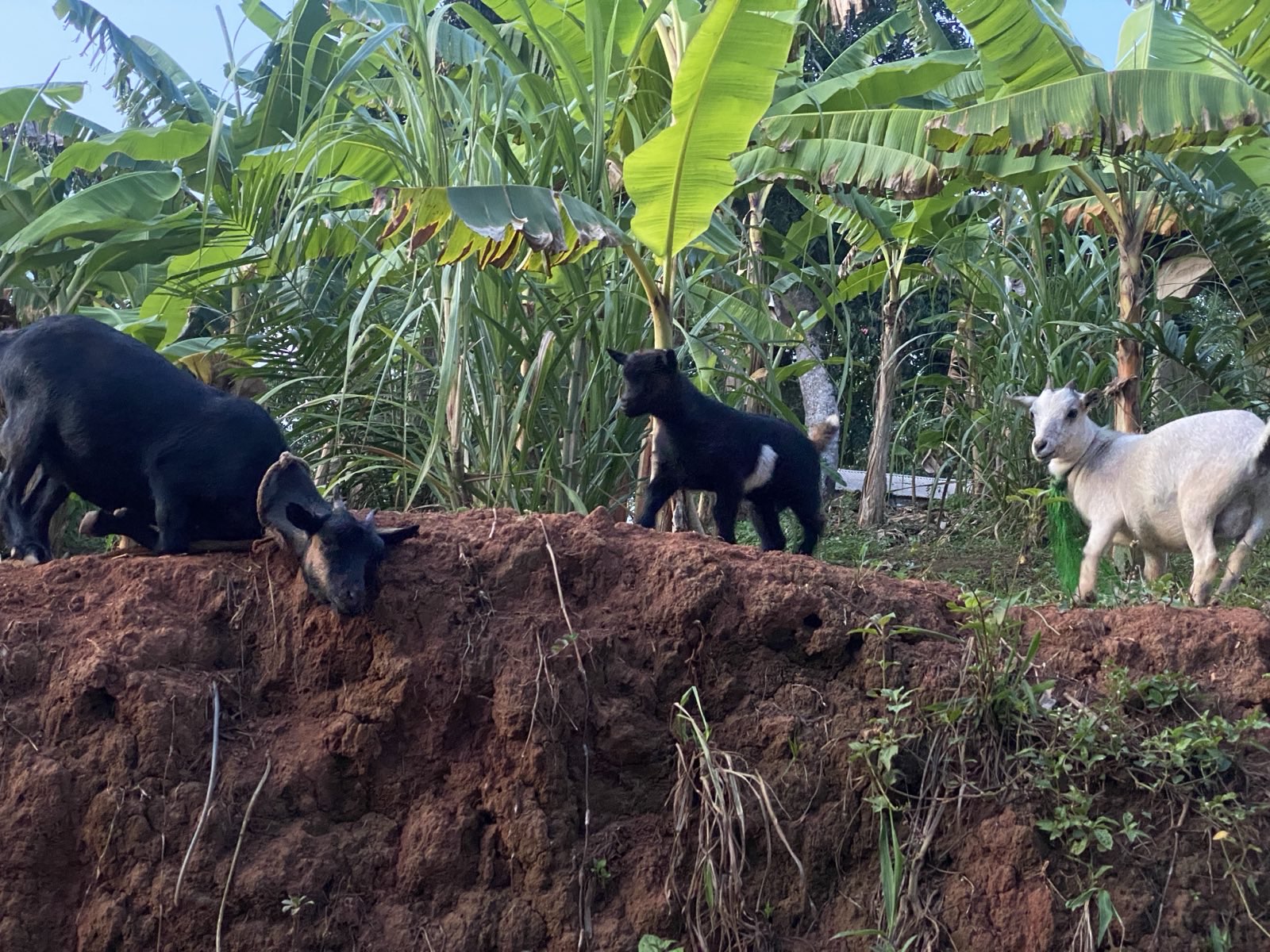 Nutztiere 2FamilienInYaounde 2025 (13).jpeg