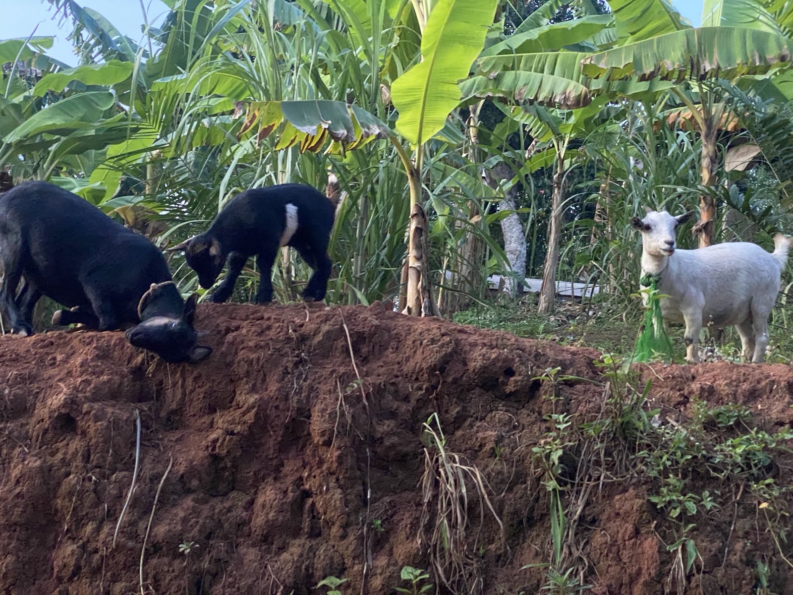 Nutztiere 2FamilienInYaounde 2025 (14).jpeg