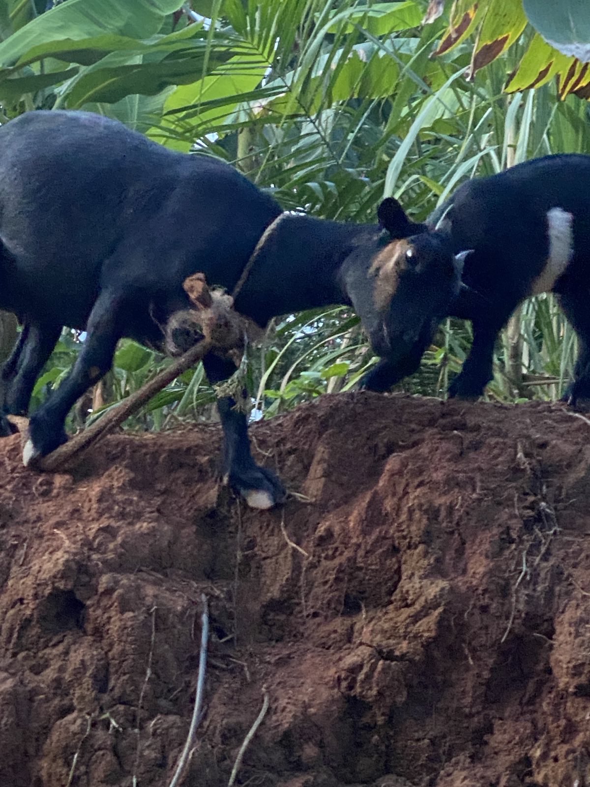 Nutztiere 2FamilienInYaounde 2025 (2).jpeg