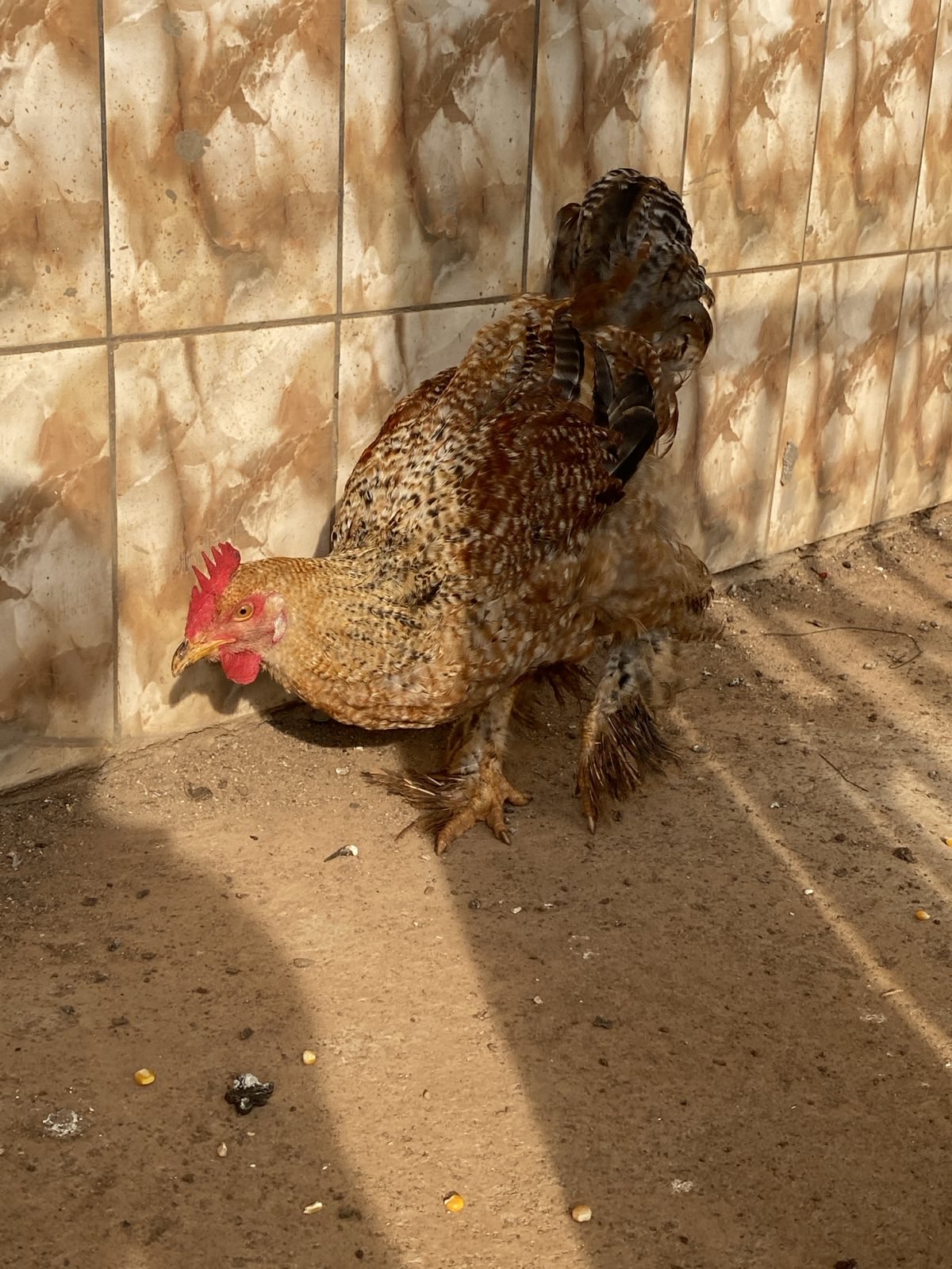 Nutztiere 2FamilienInYaounde 2025 (4).jpeg