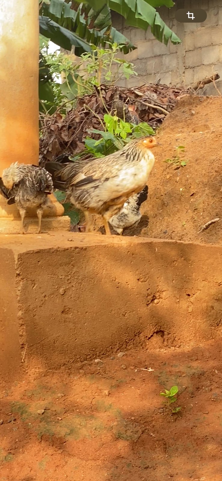 Nutztiere 2FamilienInYaounde 2025 (6).jpeg
